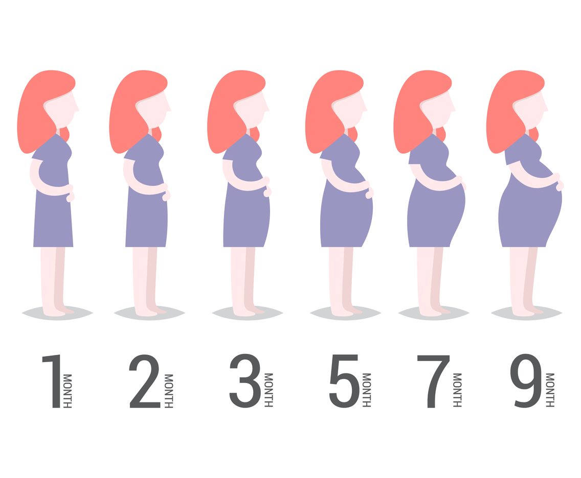 1136x936 Free Pregnant Vector Vector Art Amp Graphics