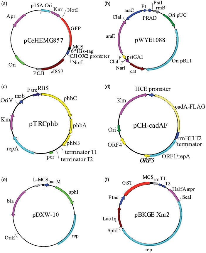 702x862 Maps Of Protein Expression Vectors. (A) C. Glutamicume. Coli