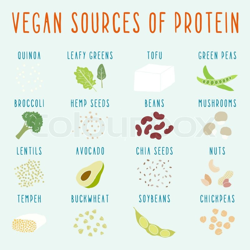 800x800 Vegan Sources Of Protein. Vector Eps 10 Hand Drawn Illustration