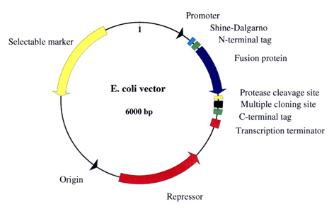472x302 E. Coli Vector Features