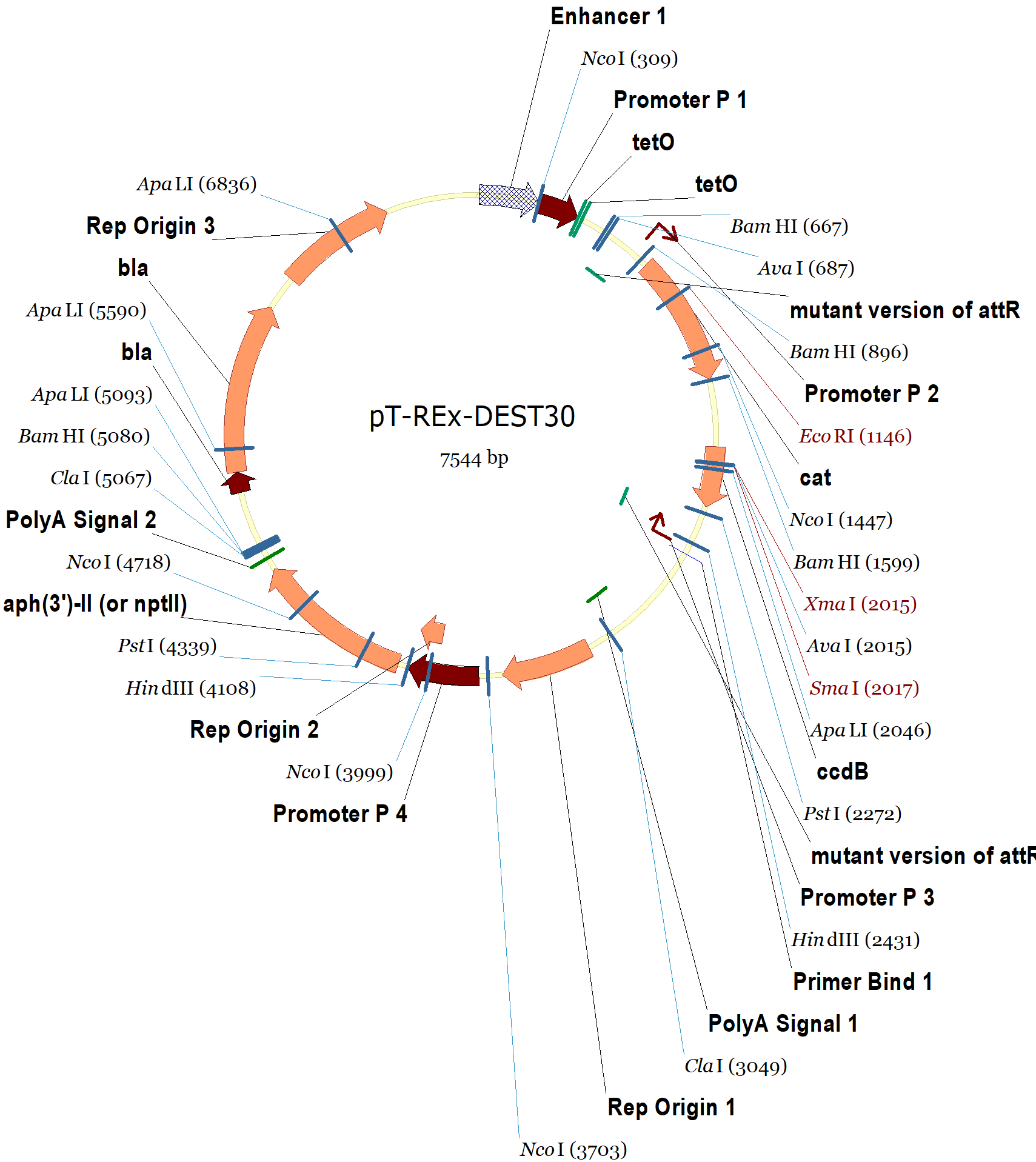 1709x1917 Pt Dest30 Vector Map And Sequence