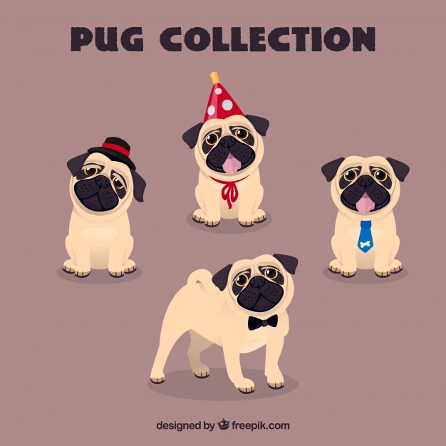 626x626 Pug Vectors, Photos And Psd Files Free Download