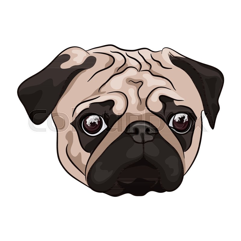 800x800 Pug Head On White Background. Cartoon Dog. Vector Illustration