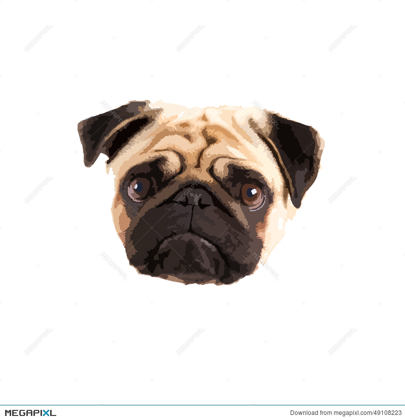 800x830 Pug Vector Illustration 49108223