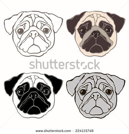 450x470 Black Pug Stock Photos, Royalty Free Images Amp Vectors