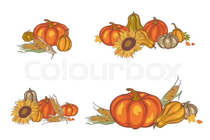 800x534 Harvest Corn, Sunflower And Pumpkin, Vector Illustration Stock