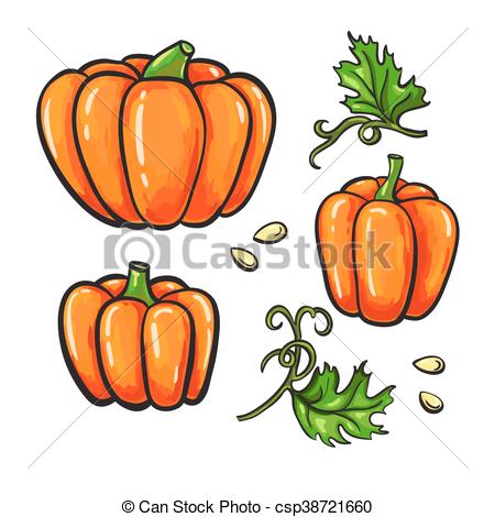 450x470 Pumpkin Vector Drawing Set. Isolated Hand Drawn Vegetable, Plant