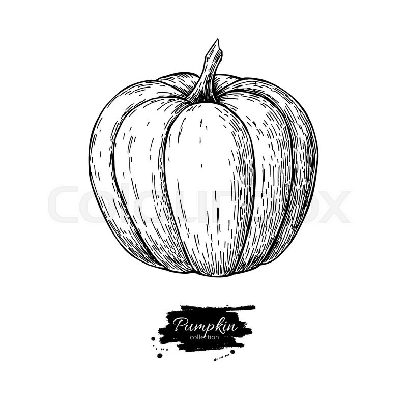 800x800 Pumpkin Vector Drawing. Isolated Hand Drawn Object. Vegetable