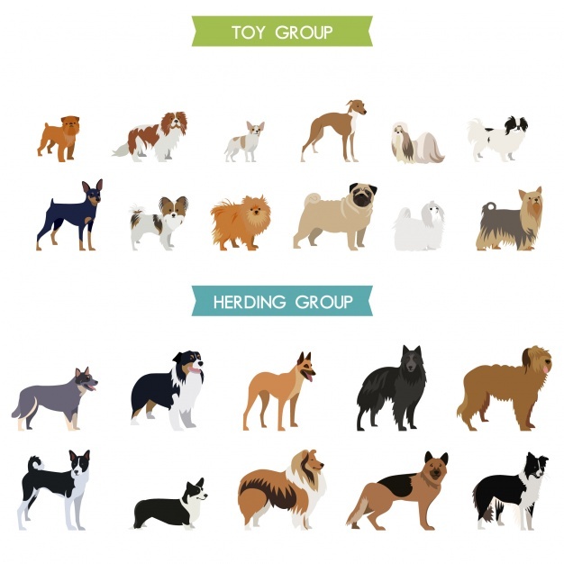 626x626 Puppy Vectors, Photos And Psd Files Free Download