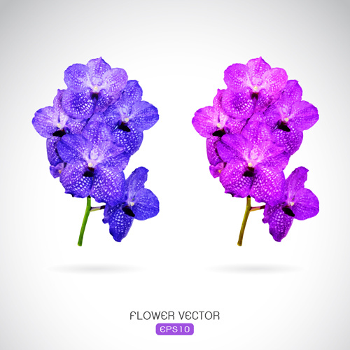 500x500 Two Purple Flowers Vector Graphics Free Vector In Encapsulated