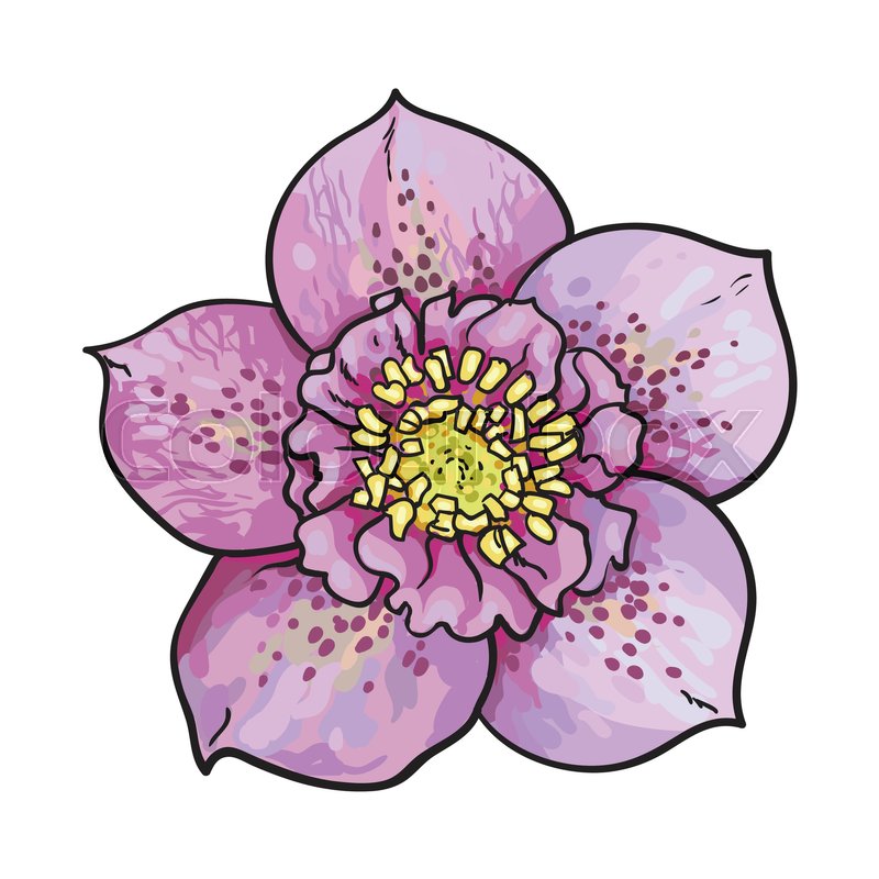 800x800 Hellebore, Christmas Rose Single Purple Flower, Top View, Sketch