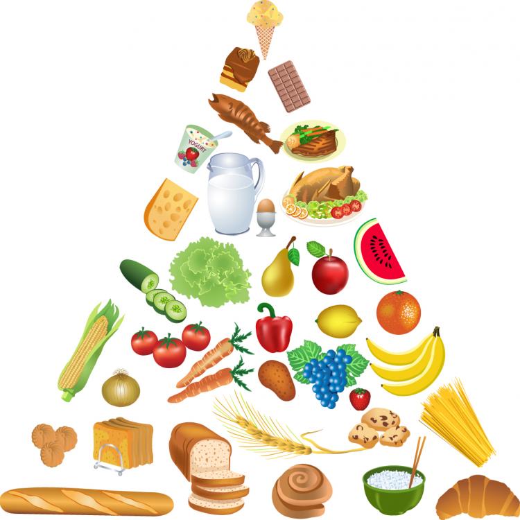 750x750 Food Pyramid Vector Free Vector 4vector