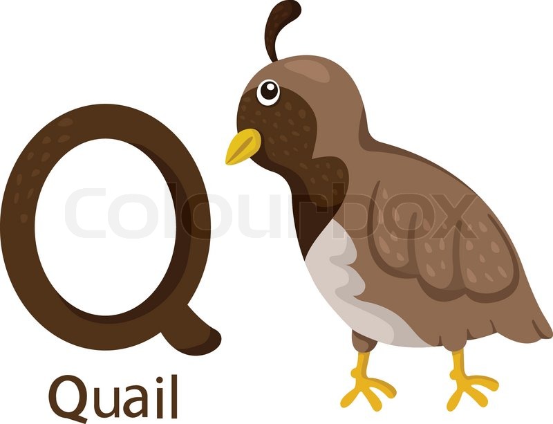 800x613 Illustrator Of Q With Quail Stock Vector Colourbox