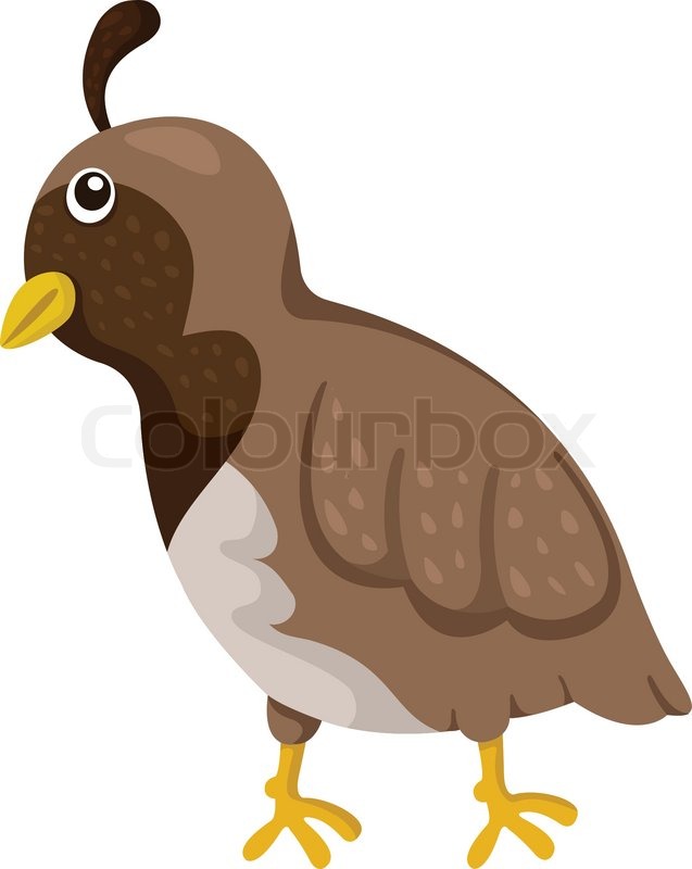 637x800 Illustrator Of Quail Stock Vector Colourbox