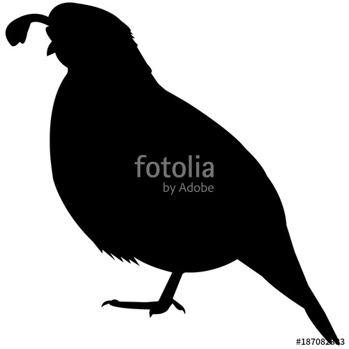 500x500 New World Quail Silhouette Vector Graphics Stock Image And