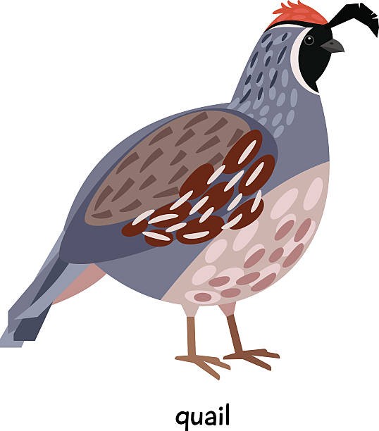 538x612 Quail Bird 1807129 Clipart