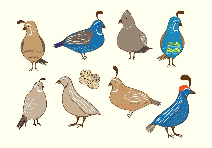 700x490 Quail Bird Vector