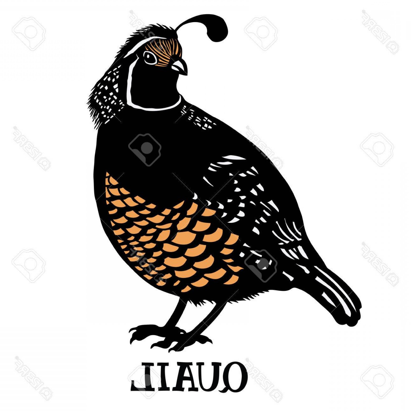 1560x1560 Quail Vector Sohadacouri