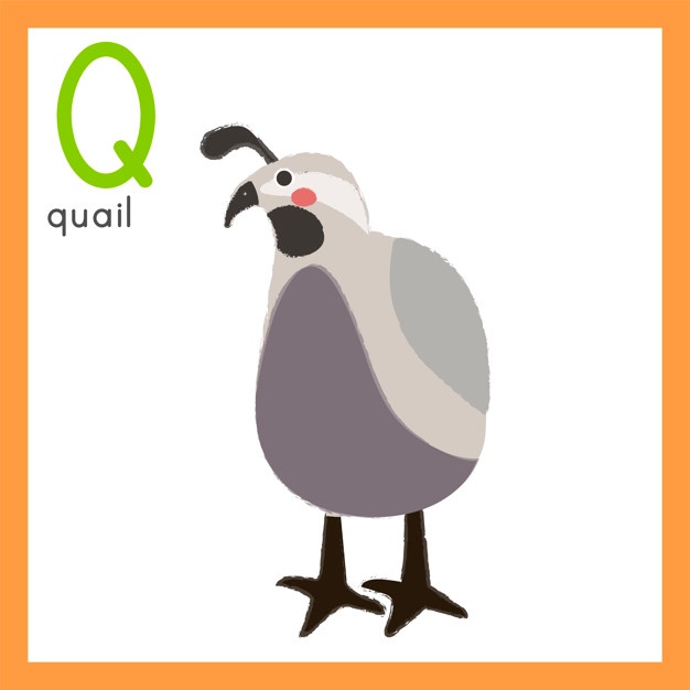 626x626 Quail Vectors, Photos And Psd Files Free Download