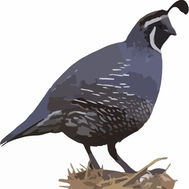 368x368 Quail Free Vector Download (4 Free Vector) For Commercial Use