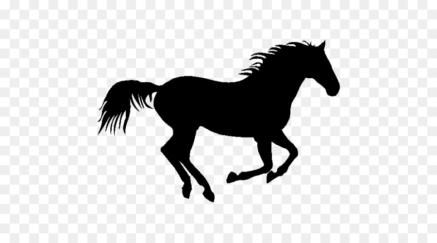 900x500 American Quarter Horse Pony Foal Wall Decal