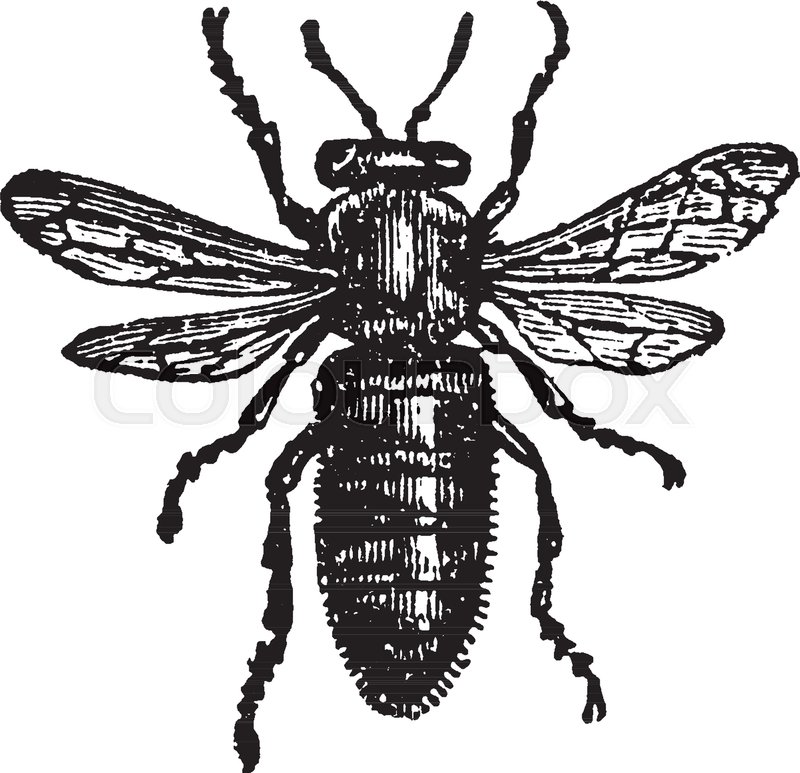 800x773 Female Or Queen Bee Where The Wings Are Shorter In Proportion