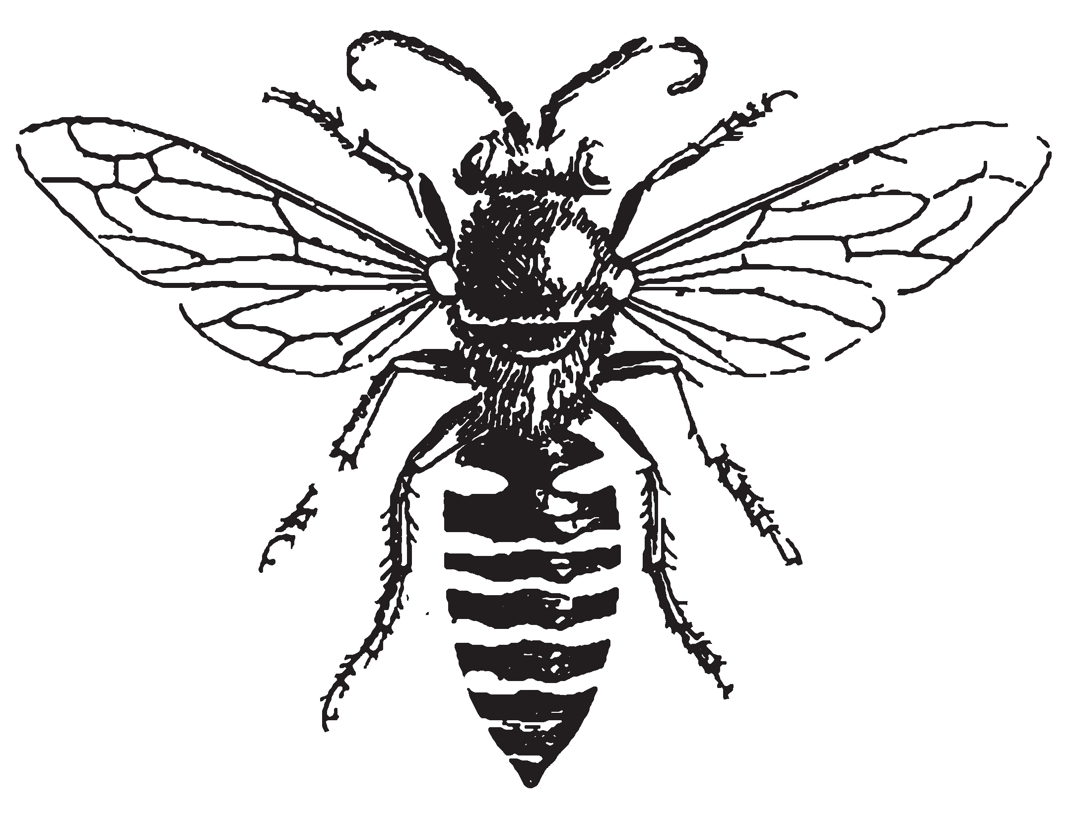 2158x1658 Collection Of Bee Drawing Vector High Quality, Free Cliparts
