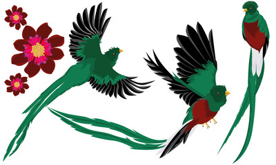 400x240 Quetzal Photos, Royalty Free Images, Graphics, Vectors Amp Videos