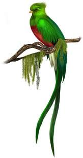 163x310 Quetzal Vector