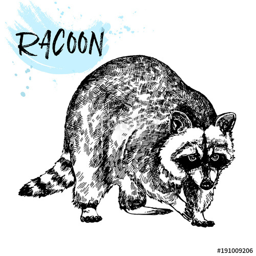 500x500 Hand Drawn Sketch Style Raccoon. Vector Illustration Isolated On