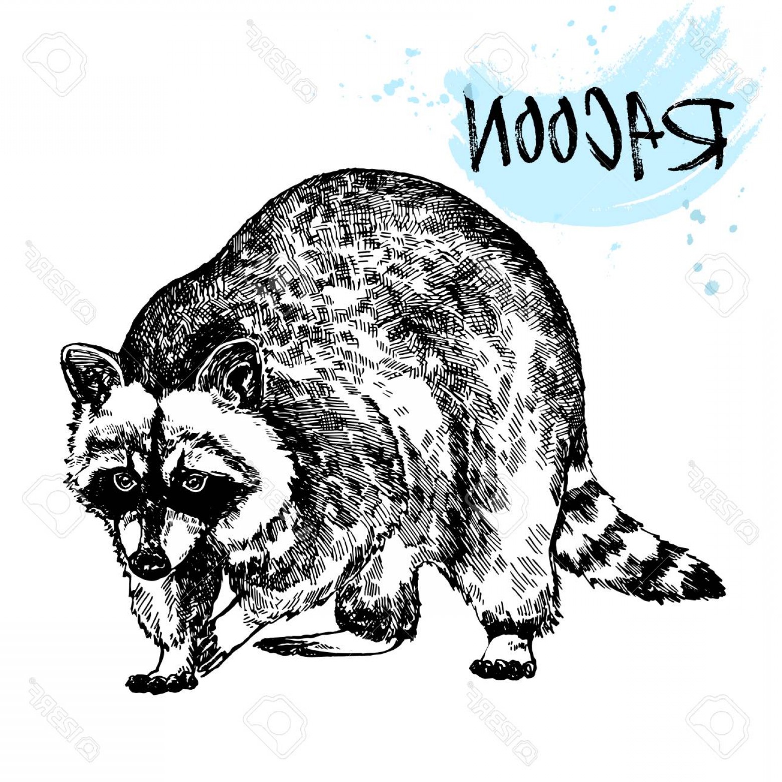 1560x1560 Photostock Vector Hand Drawn Sketch Style Raccoon Vector