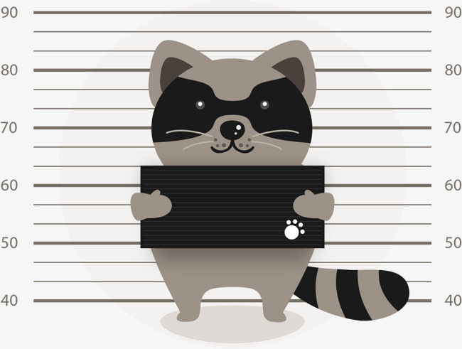 650x491 Wanted Raccoon Vector, Criminal, Cartoon, Height Mark Png And