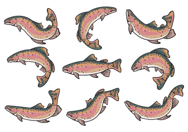 632x443 Rainbow Trout Vectors Free Vector Download 407937 Cannypic