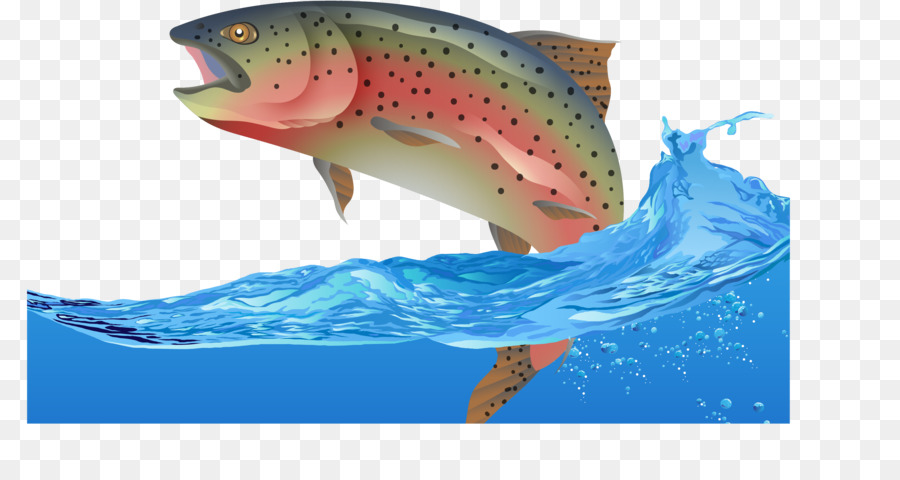 900x480 Rainbow Trout Fish Euclidean Vector