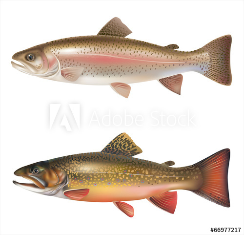 Rainbow Trout Vector at GetDrawings | Free download