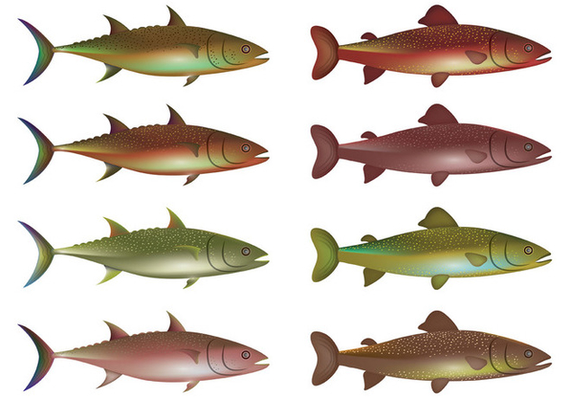 632x443 Vector Of Rainbow Trout Free Vector Download 399025 Cannypic
