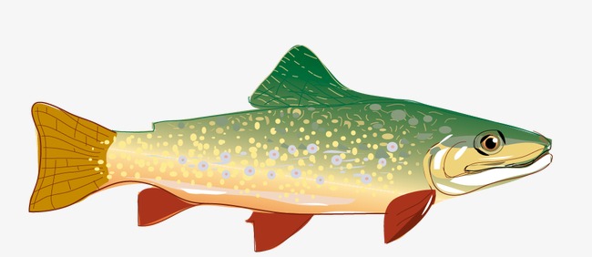 Rainbow Trout Vector at GetDrawings | Free download