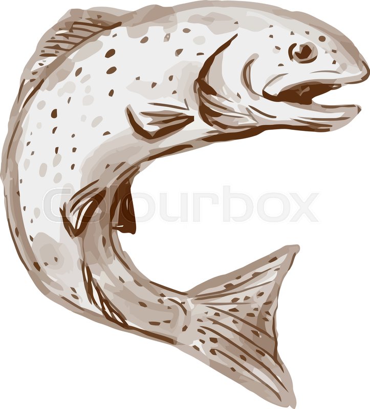 723x800 Watercolor Style Illustration Of A Rainbow Trout Fish Jumping
