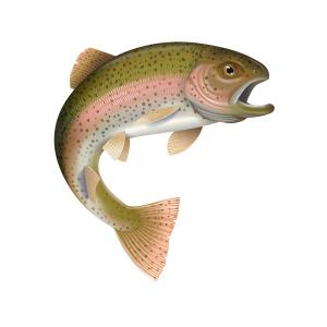 300x300 Detailed Vector Illustration Of A Rainbow Trout Arenawp
