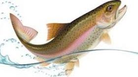 280x158 Free Rainbow Trout Clip Art All About Clipart
