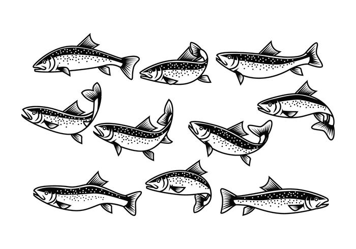 700x490 Free Rainbow Trout Vector