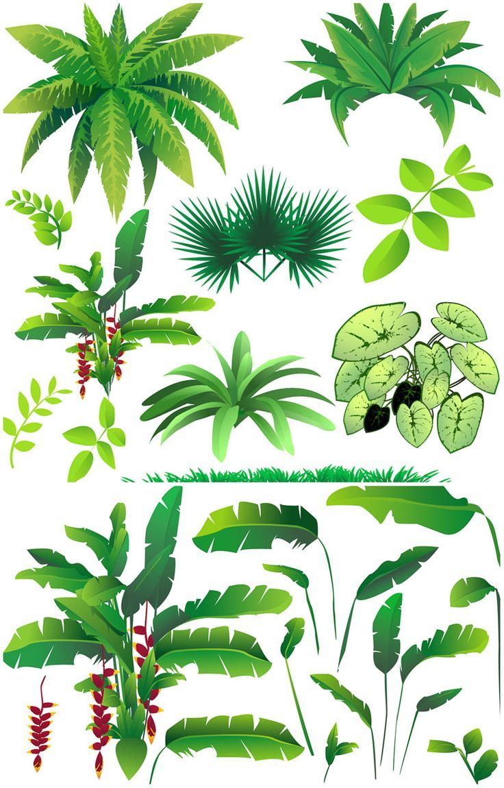 736x1150 Rainforest Plants Vector Vector Graphics Blog Rain Forest