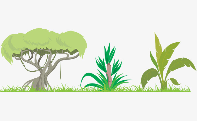 650x400 The Dense Plant Of The Amazon Rainforest, Plant Clipart, Forest