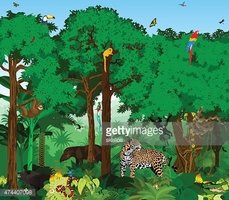 229x200 Vector Tropical Rainforest Jungle With Trees And Animals Stock