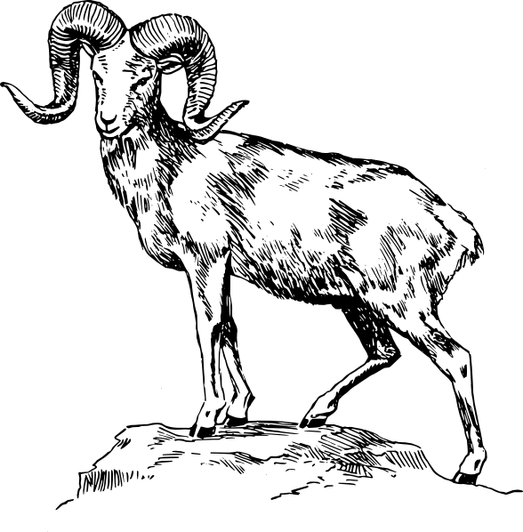 588x598 Ram Argali Clip Art
