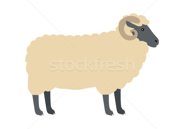 600x420 Ram With Wool Vector Flat Design Illustration Vector Illustration