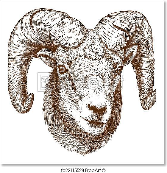 561x581 Free Art Print Of Illustration Of Engraving Ram Head. Vector