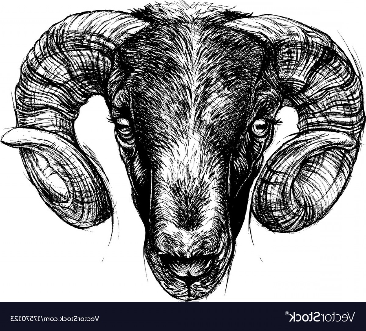 1200x1084 Ram Head Drawing Line Work Vector Lazttweet