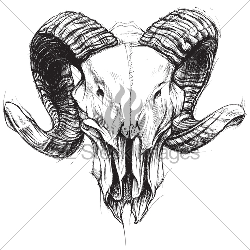 500x500 Ram Skull Gl Stock Images