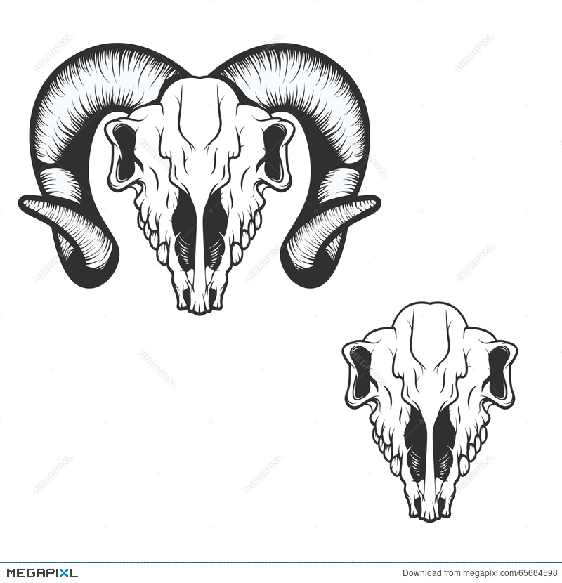 800x830 Ram Skull. Vector Illustration. Illustration 65684598